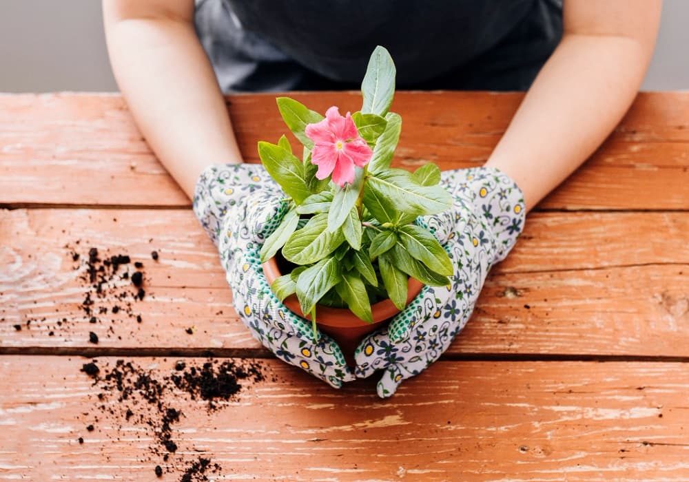 easy flowers to grow in pots in india