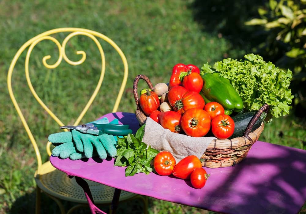 vegetable gardening ideas in rajasthan