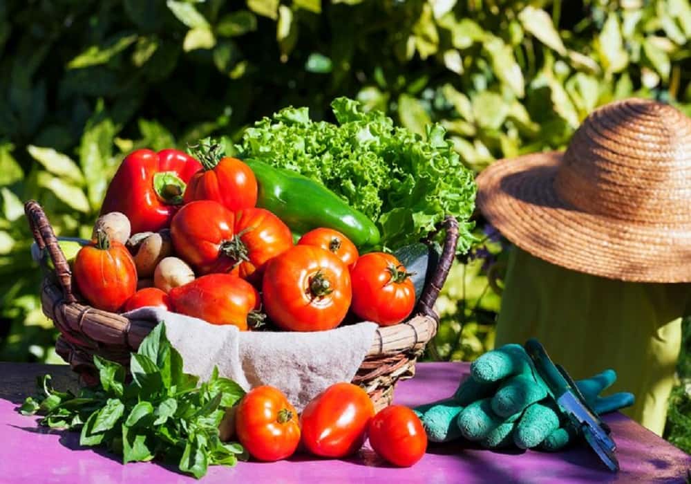 vegetable garden plants