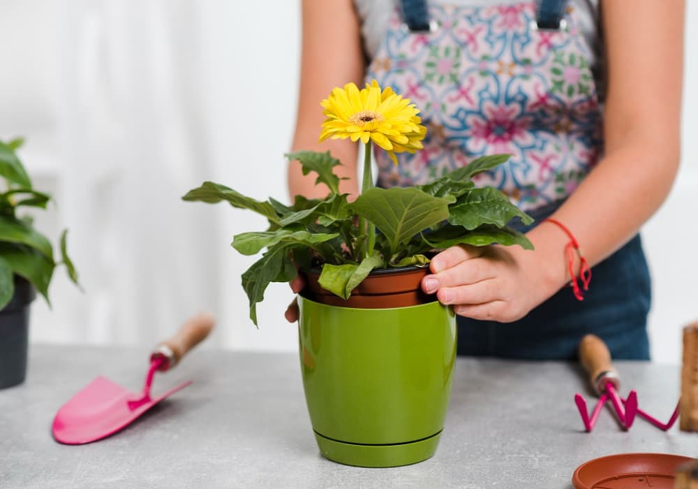 easy flowers to grow in pots in india