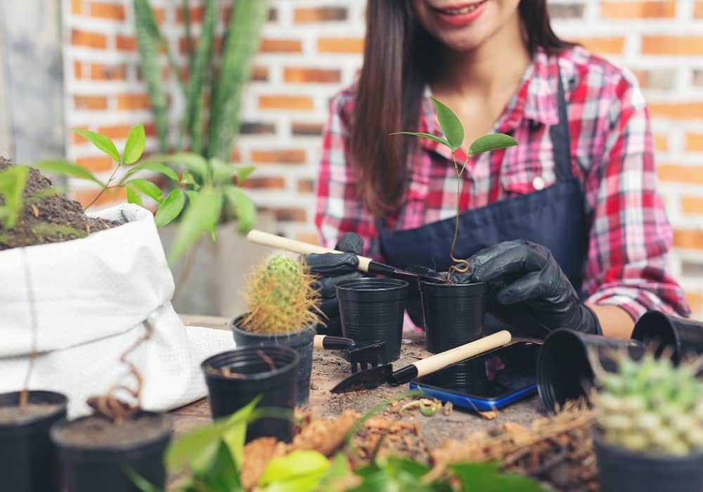 home gardening tips for beginners