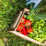 vegetable garden plants