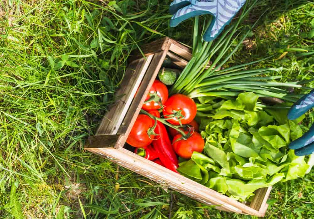 vegetable garden plants