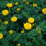 evergreen flowering plants in india