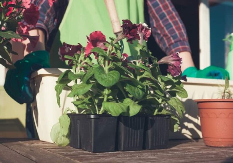 container gardening ideas for small spaces