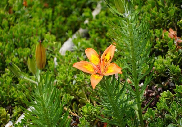 evergreen flowering plants in india