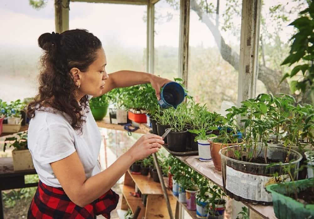 gardening for beginners india