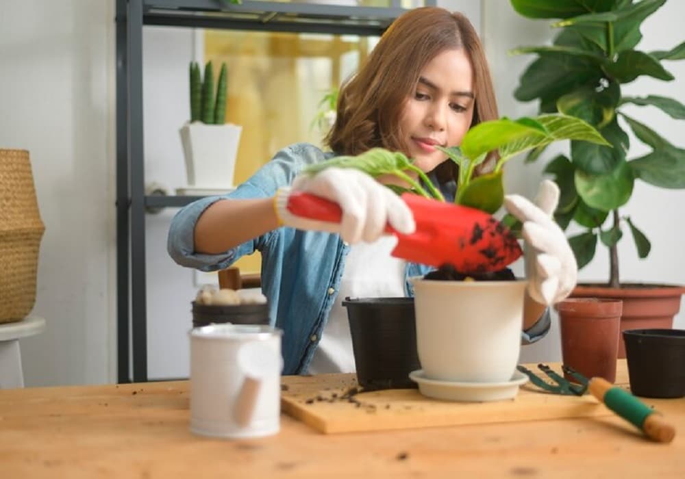 gardening for beginners india