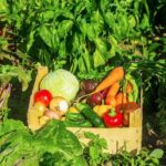 vegetable garden plants