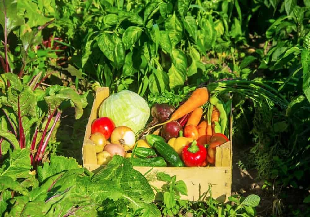 vegetable garden plants