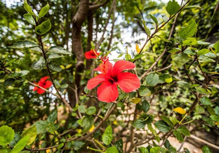 evergreen flowering plants in india