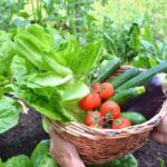 kitchen garden vegetables in india