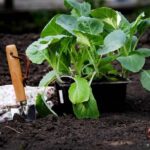 vegetable garden plants