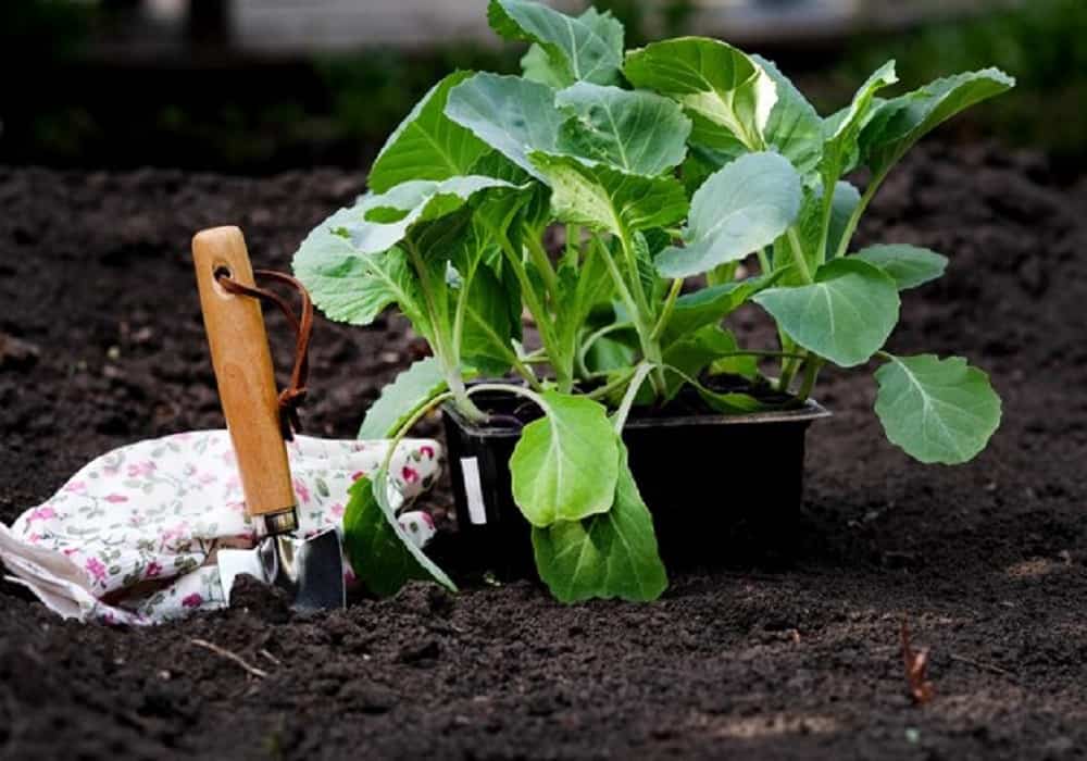 vegetable garden plants