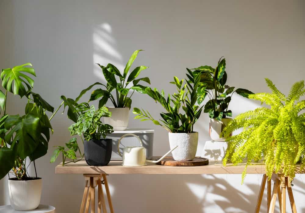 indoor plants